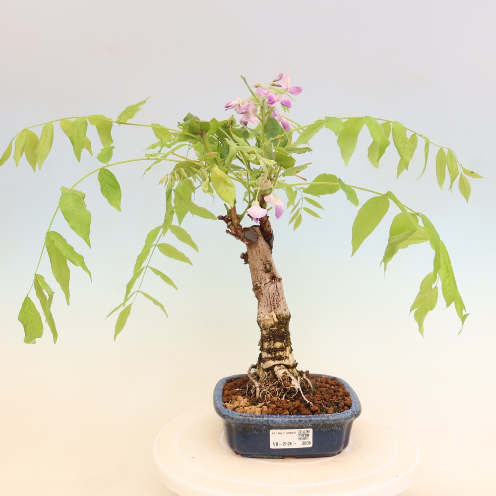 Venkovní bonsai - Vistarie květnatá - Wisteria floribunda