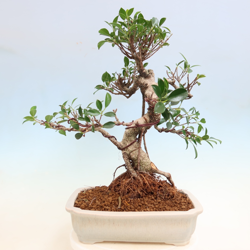 Pokojová bonsai - Ficus kimmen -  malolistý fíkus