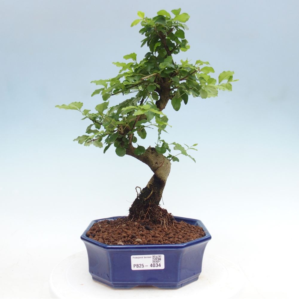 Pokojová bonsai -Ligustrum chinensis - Ptačí zob