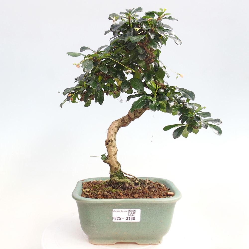 Pokojová bonsai - Carmona macrophylla - Čaj fuki