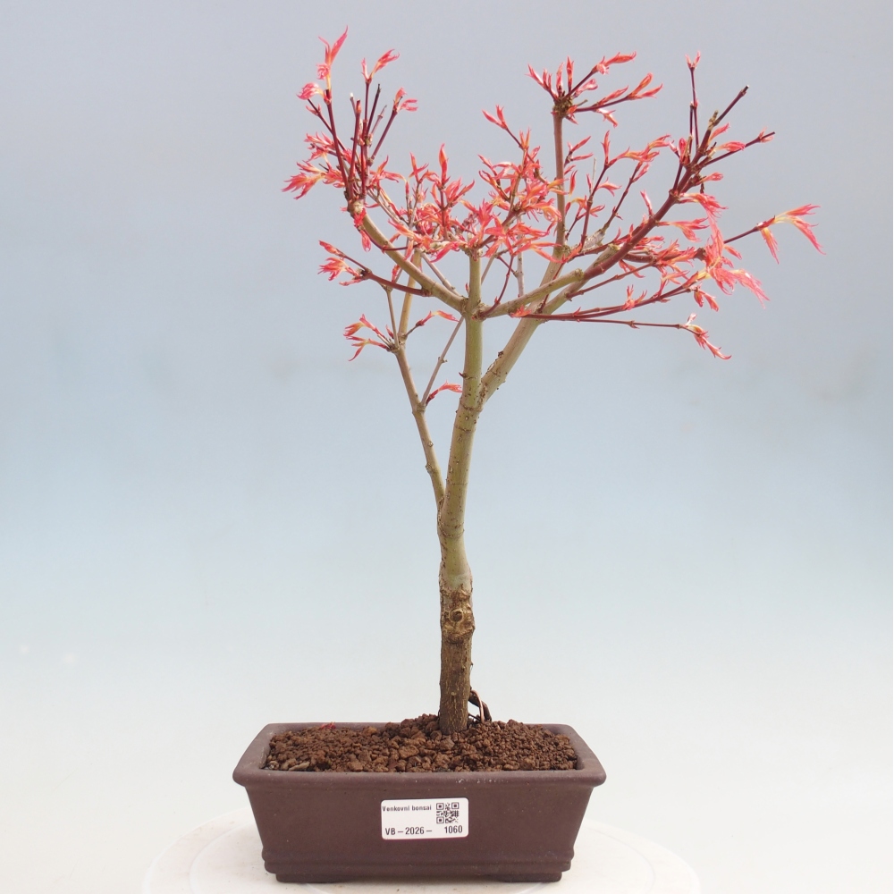 Javor dlanitolistý - Acer palmatum Beni Tsukasa