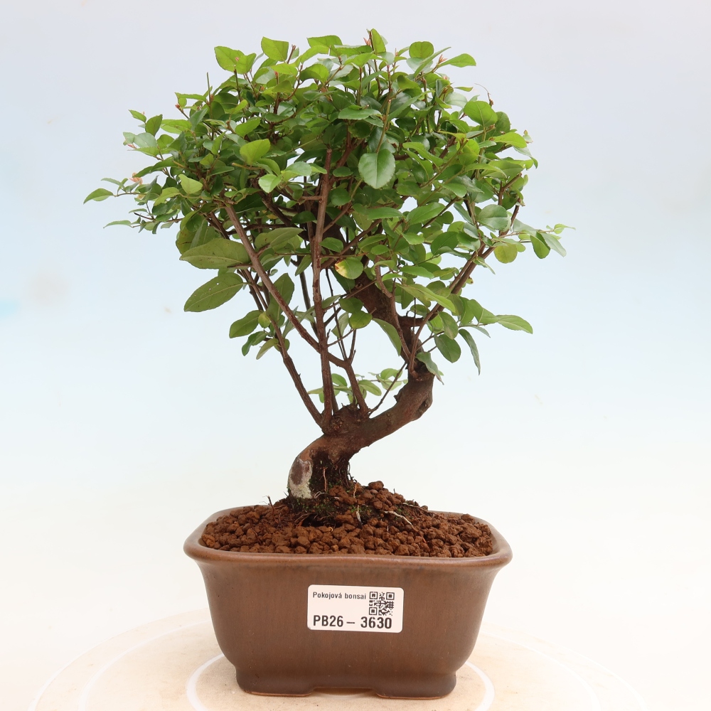 Pokojová bonsai - Sagerécie thea - Sagerécie thea
