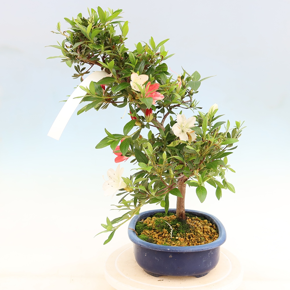 Venkovní bonsai - Japonská azalka - Azalea Senhime