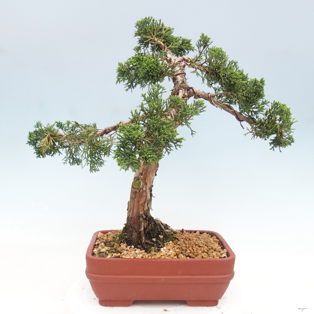 Venkovní bonsai - Juniperus chinensis Kishu -Jalovec čínský