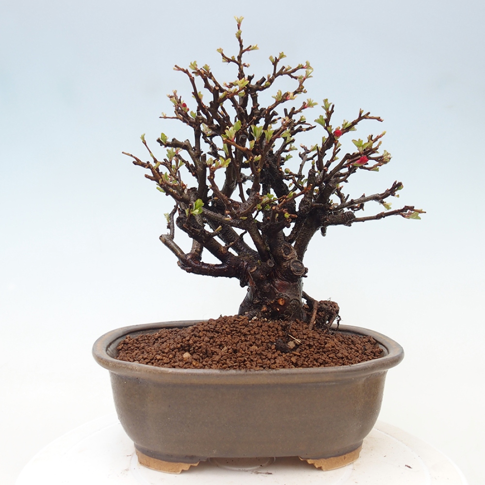 Venkovní  bonsai -  Chaneomeles speciosa - Kdoulovec ozdobný