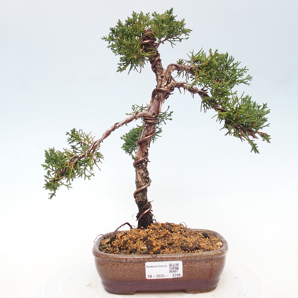 Venkovní bonsai - Juniperus chinensis Kishu -Jalovec čínský