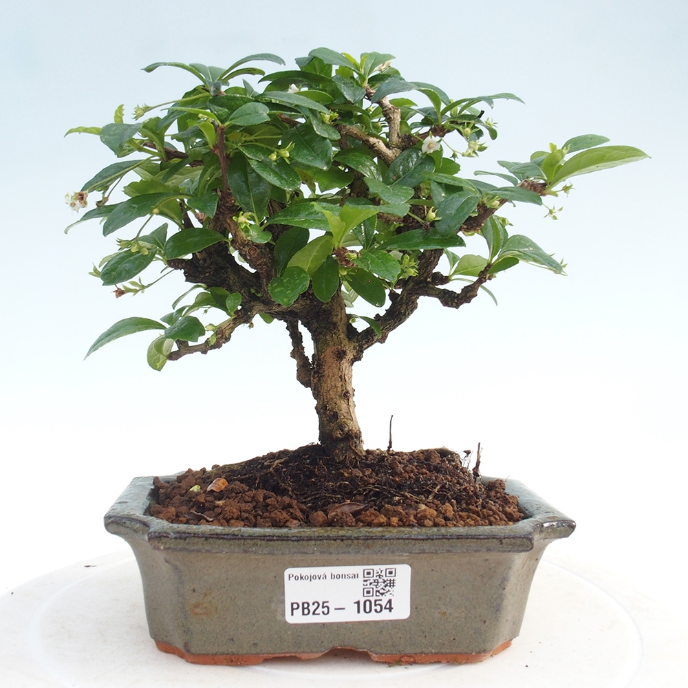 Pokojová bonsai - Carmona macrophylla - Čaj fuki