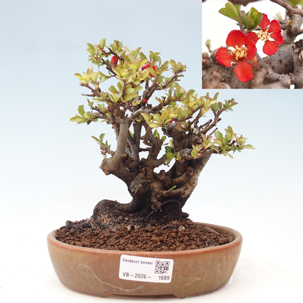 Venkovní  bonsai -  Chaneomeles speciosa - Kdoulovec ozdobný