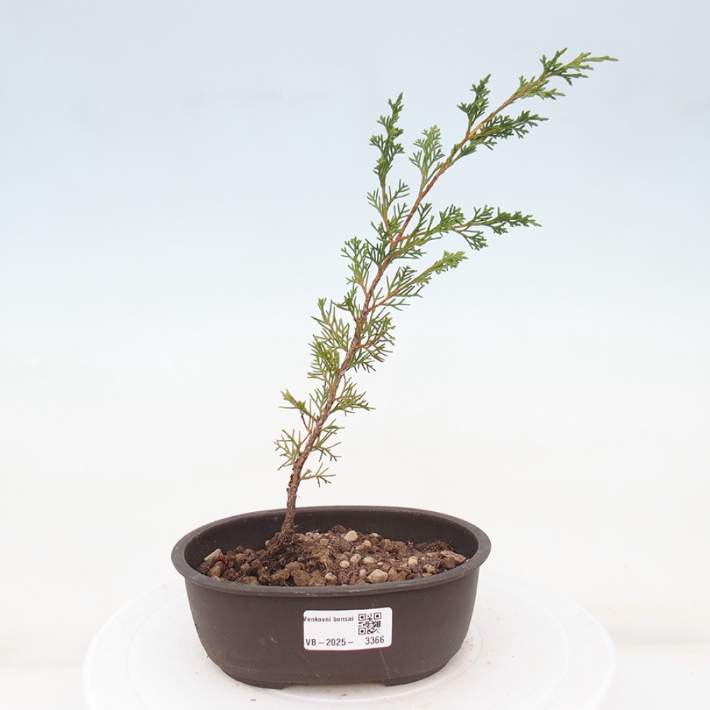 Venkovní bonsai - Juniperus chinensis Itoigawa -Jalovec čínský