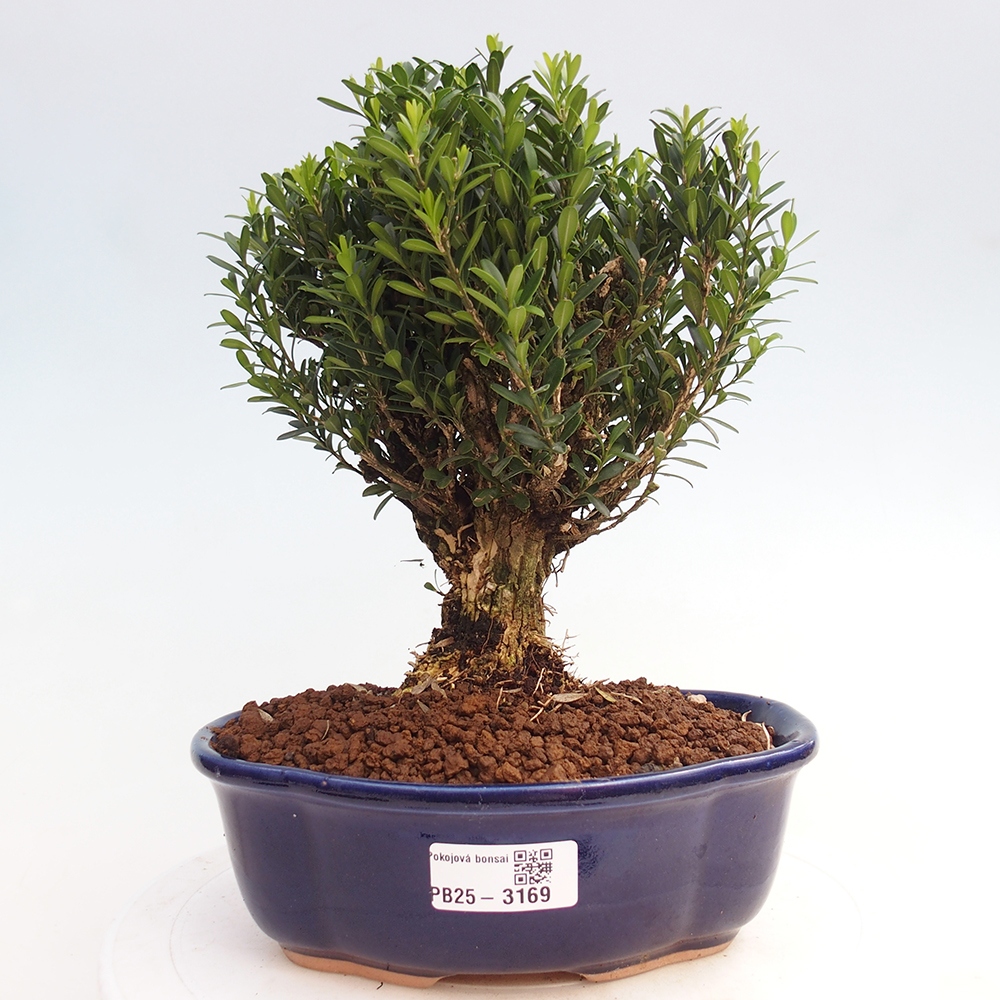Pokojová bonsai - Buxus harlandii - korkový buxus
