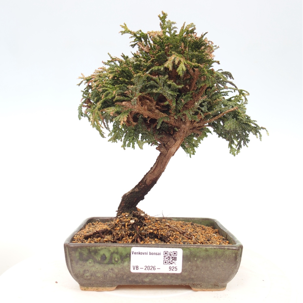 Venkovní bonsai - Cham.pis Parslori - Cypřišek