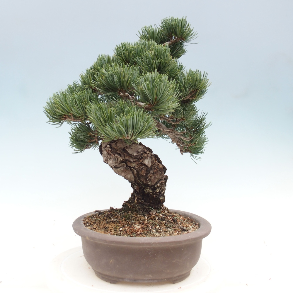 Venkovní bonsai - Pinus parviflora - Borovice drobnokvětá