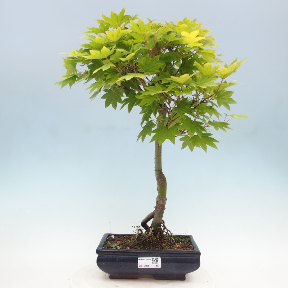 Venkovní bonsai - Javor palmatum katsura GISAN - Javor dlanitolistý