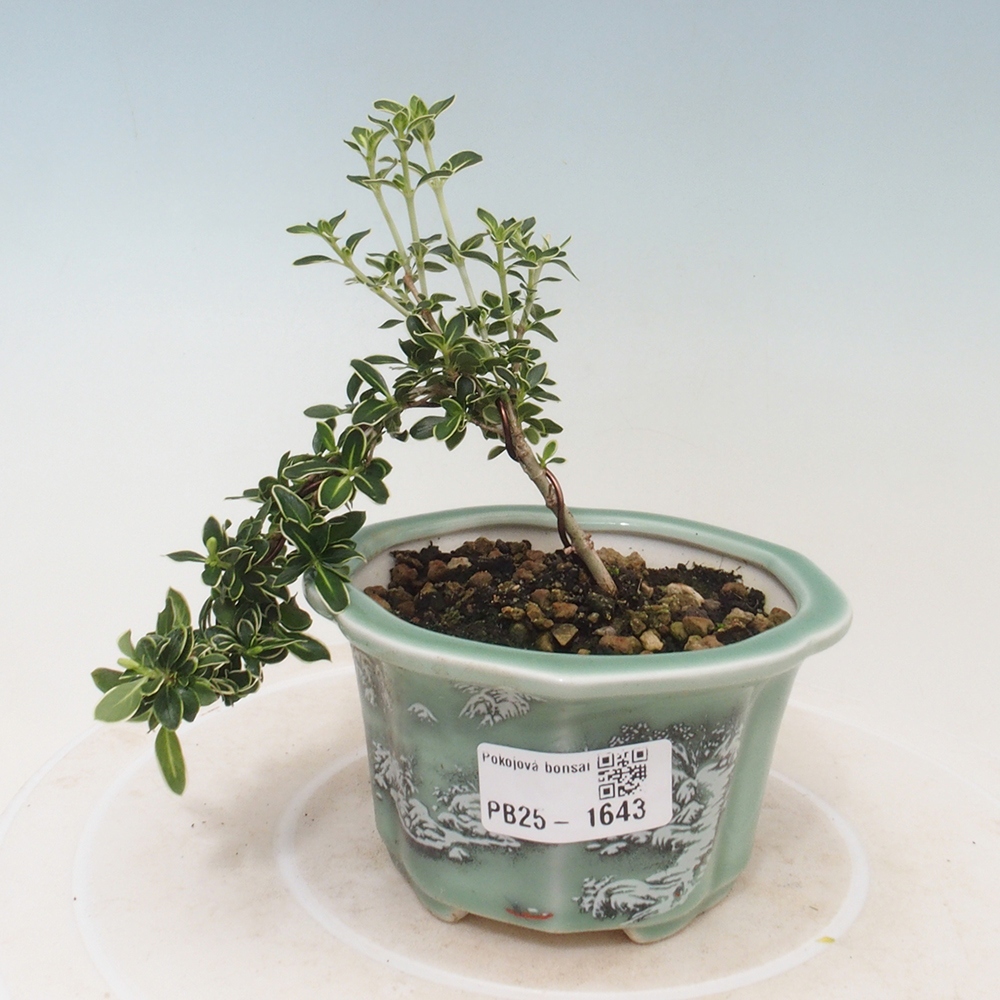 Pokojová bonsai - Serissa foetida Variegata - Strom tisíce hvězd