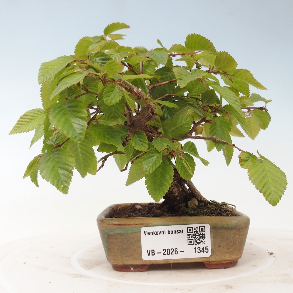 Venkovní bonsai -Carpinus CARPINOIDES - Habr korejský