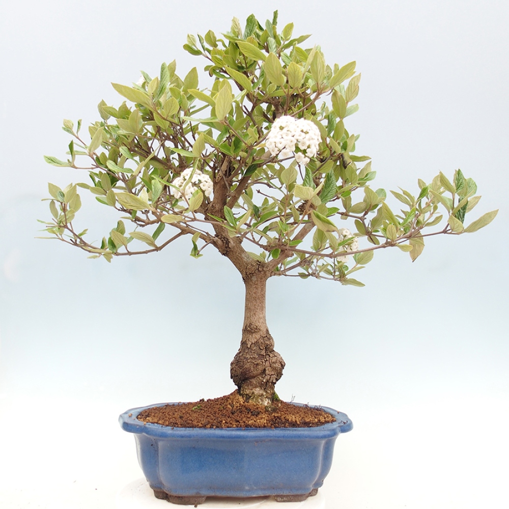 Venkovní bonsai-Kalina Bodnanská - Viburum carlesii hemsi