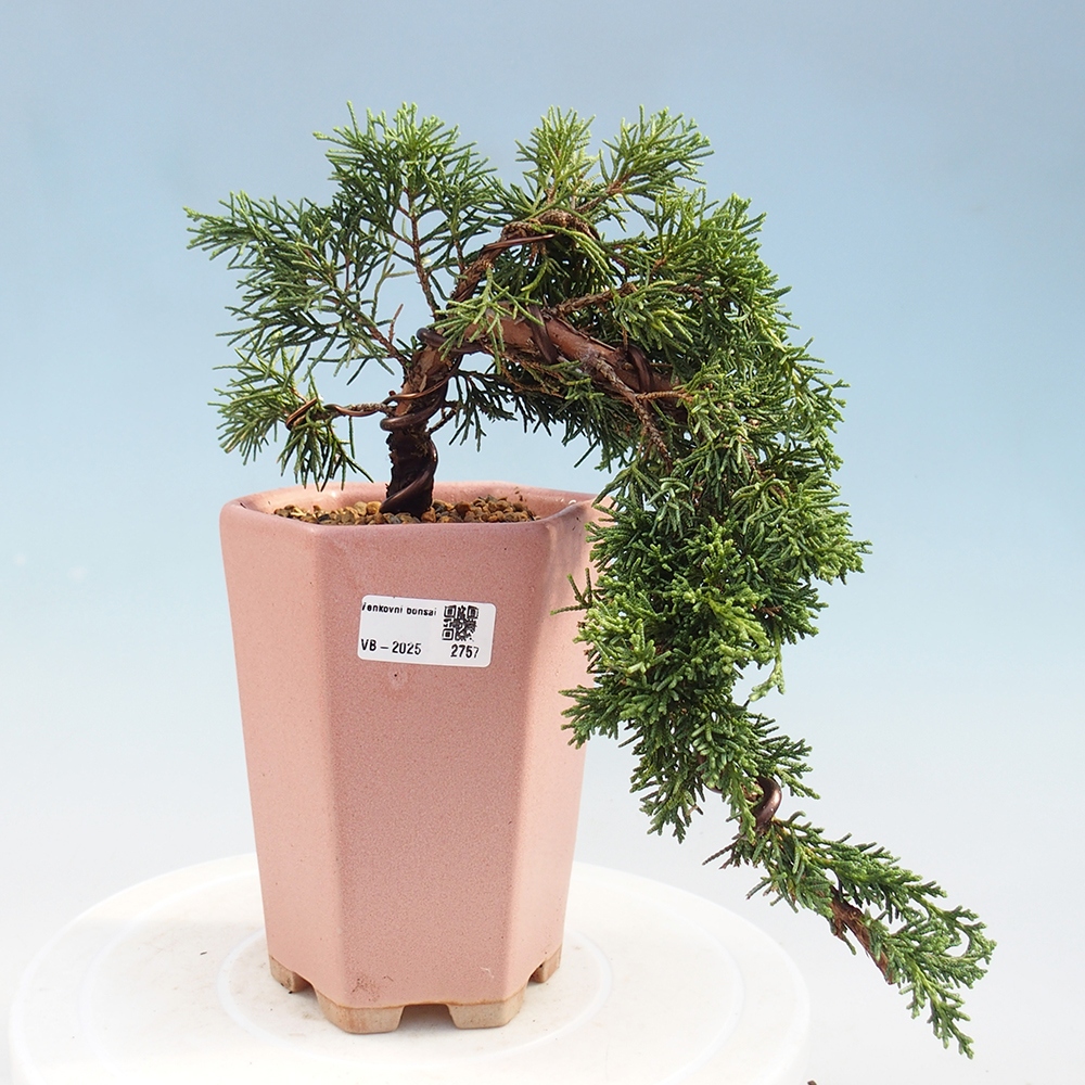 Venkovní bonsai - Juniperus chinensis Kishu -Jalovec čínský