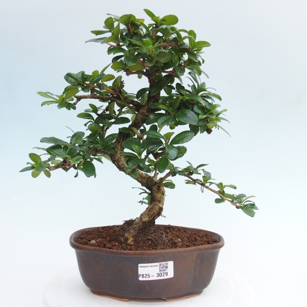 Pokojová bonsai - Carmona macrophylla - Čaj fuki