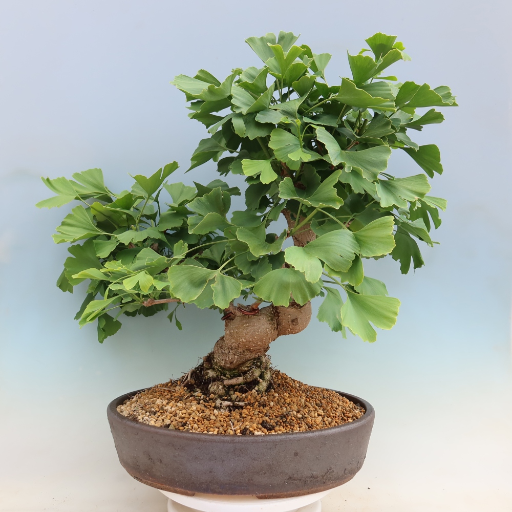 Venkovní bonsai - Jinan dvoulaločný - Ginkgo biloba