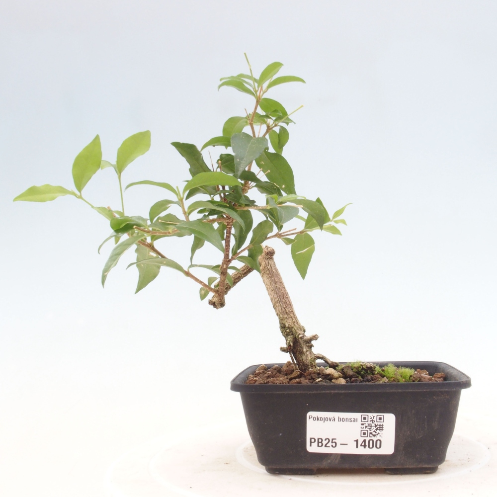 Pokojová bonsai - Malpighia coccigera- Barbdorská třešeň
