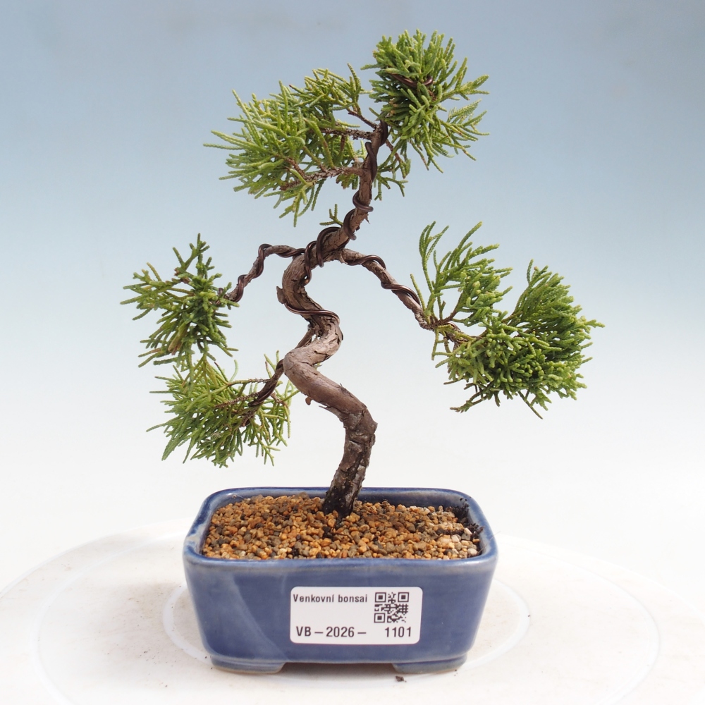 Venkovní bonsai - Juniperus chinensis Kishu -Jalovec čínský