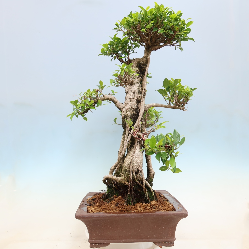 Pokojová bonsai - Ficus kimmen -  malolistý fíkus