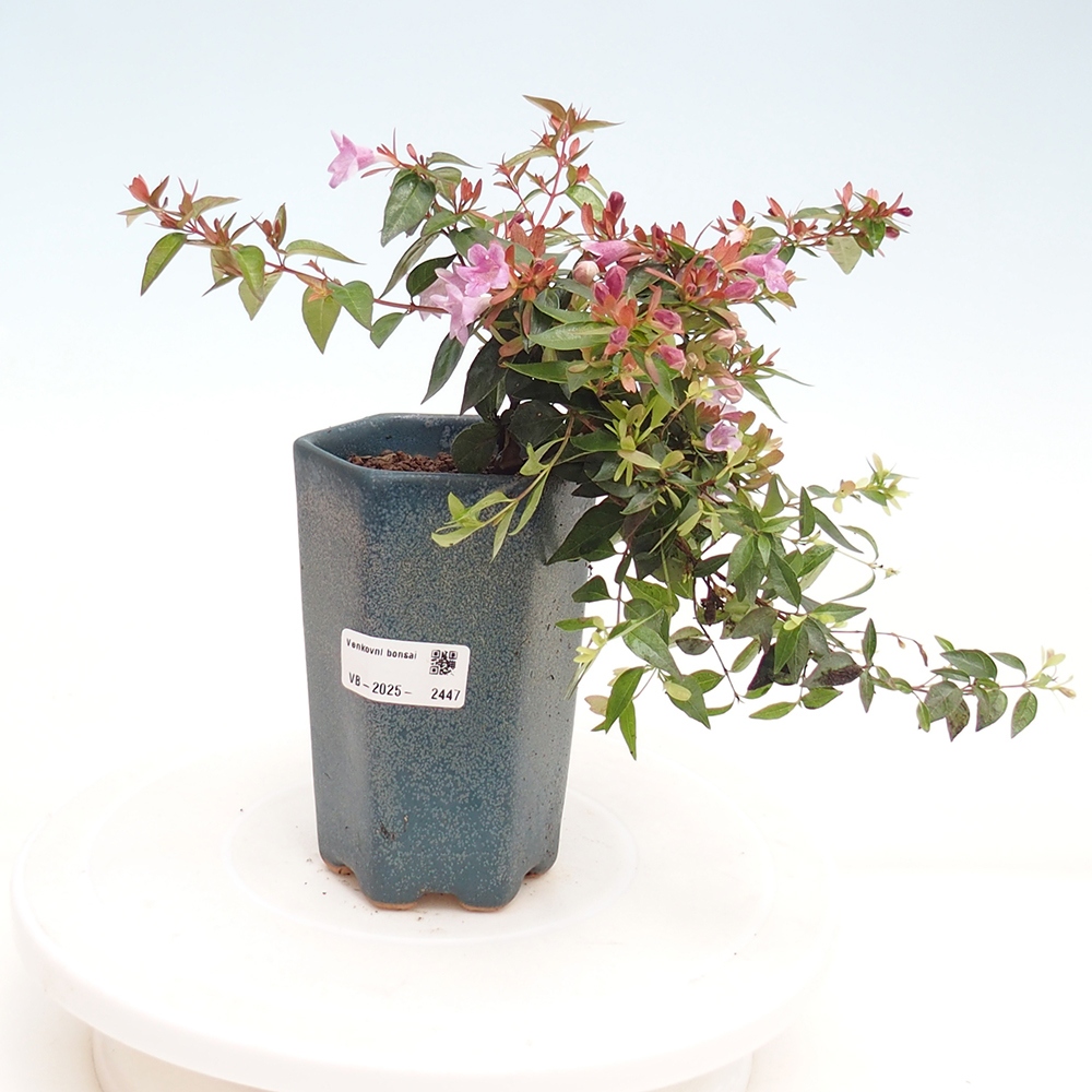 Venkovní bonsai - Abelia Grandiflora - Abélie velkokvětá
