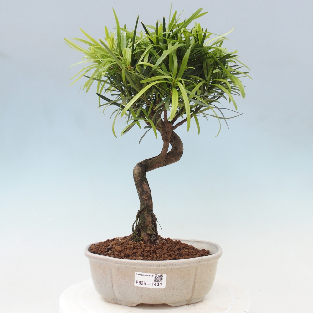 Pokojová bonsai - Podocarpus - Kamenný tis