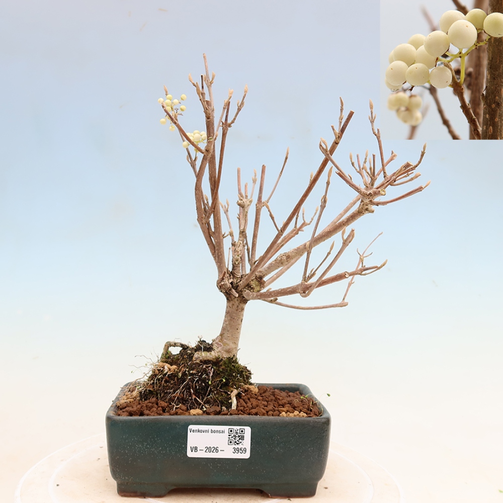 Venkovní bonsai -  Callicarpa bodinieri Snowqueen - Krásnoplodka