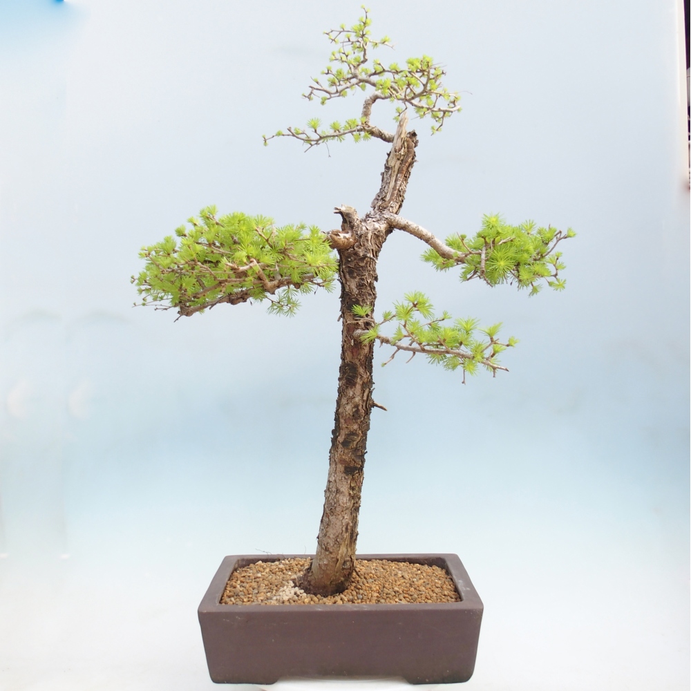 Venkovní bonsai -Larix decidua - Modřín opadavý 