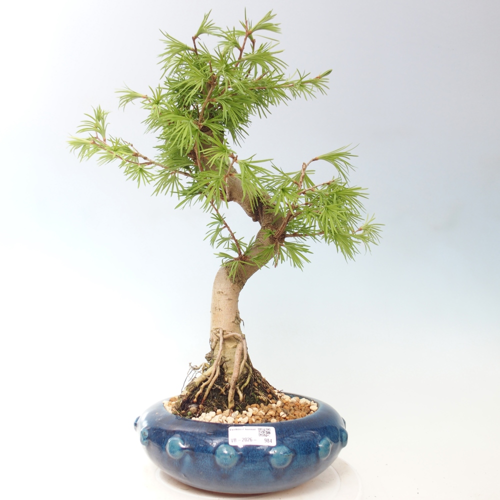 Venkovní bonsai -Pseudolarix amabis-Pamodřín