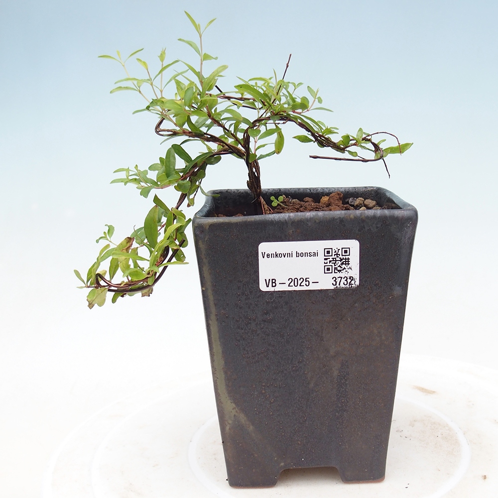 Pokojová bonsai-PUNICA granatum nana-Granátové jablko