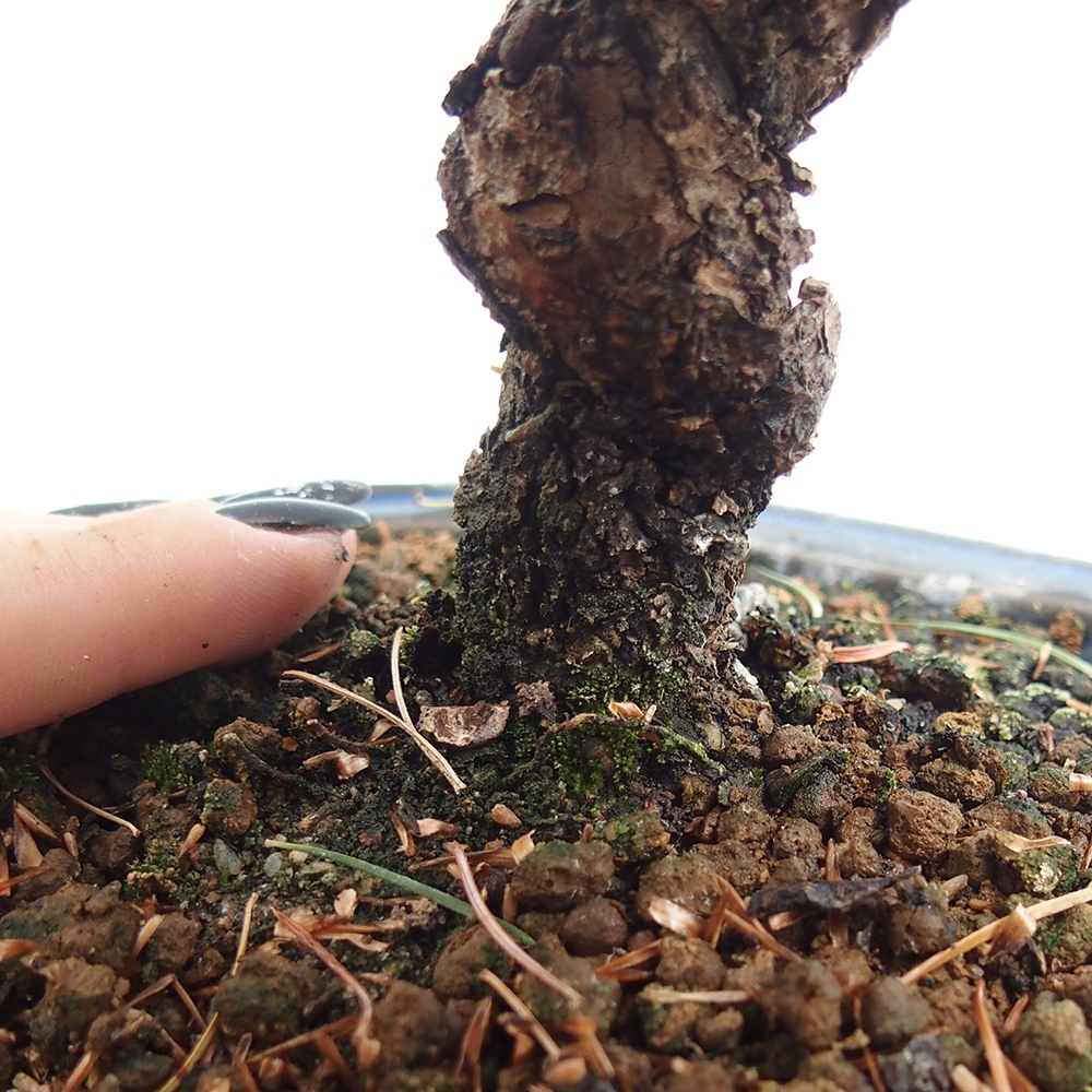 Venkovní bonsai - Pinus parviflora - Borovice drobnokvětá