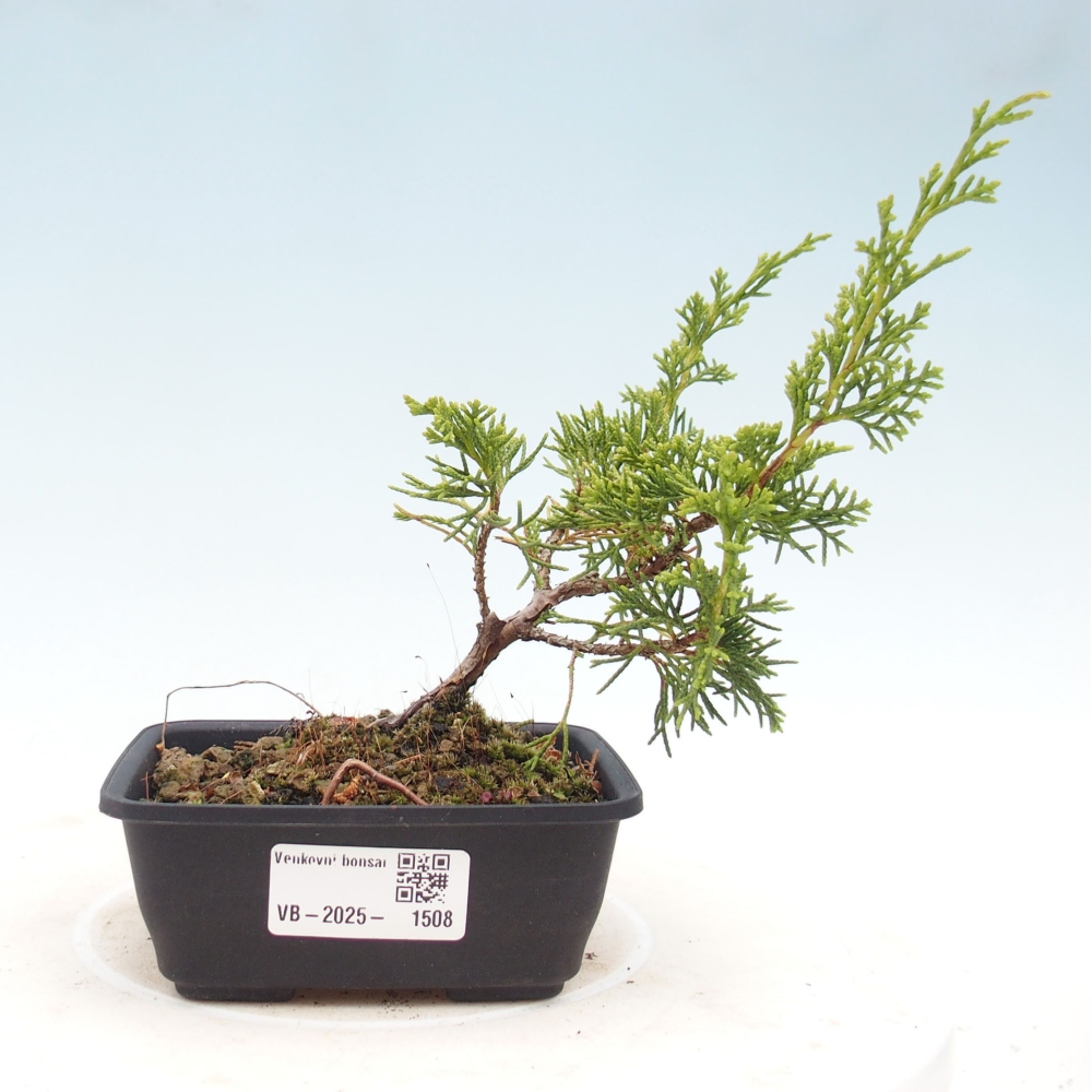 Venkovní bonsai - Juniperus chinensis Itoigawa -Jalovec čínský