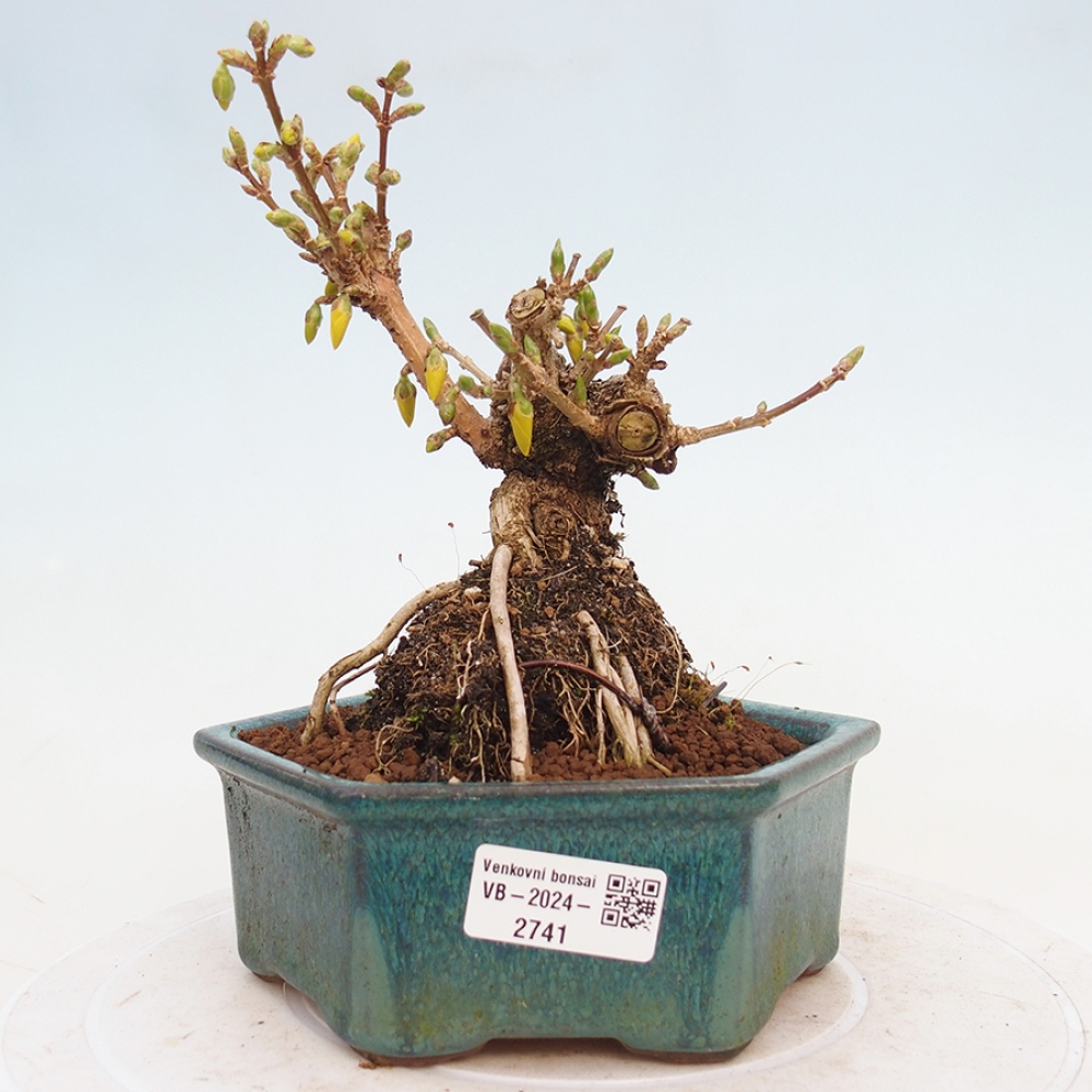 Venkovní bonsai - Zlatice - Forsythia intermedia 