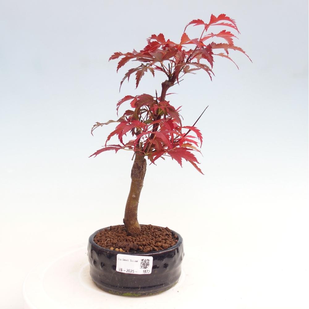 Venkovní bonsai - Acer palm. Atropurpureum-Javor dlanitolistý