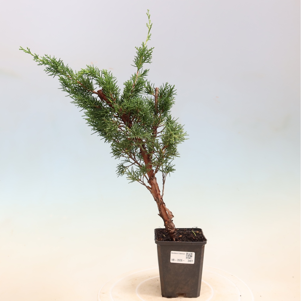 Venkovní bonsai - Juniperus chinensis Kishu -Jalovec čínský