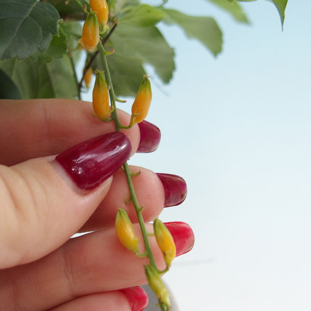 Pokojová bonsai - Duranta  repens -Duranta