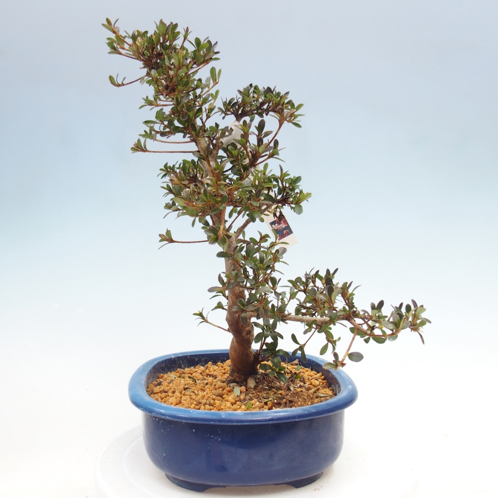 Venkovní bonsai - Japonská azalka - Azalea Misaki