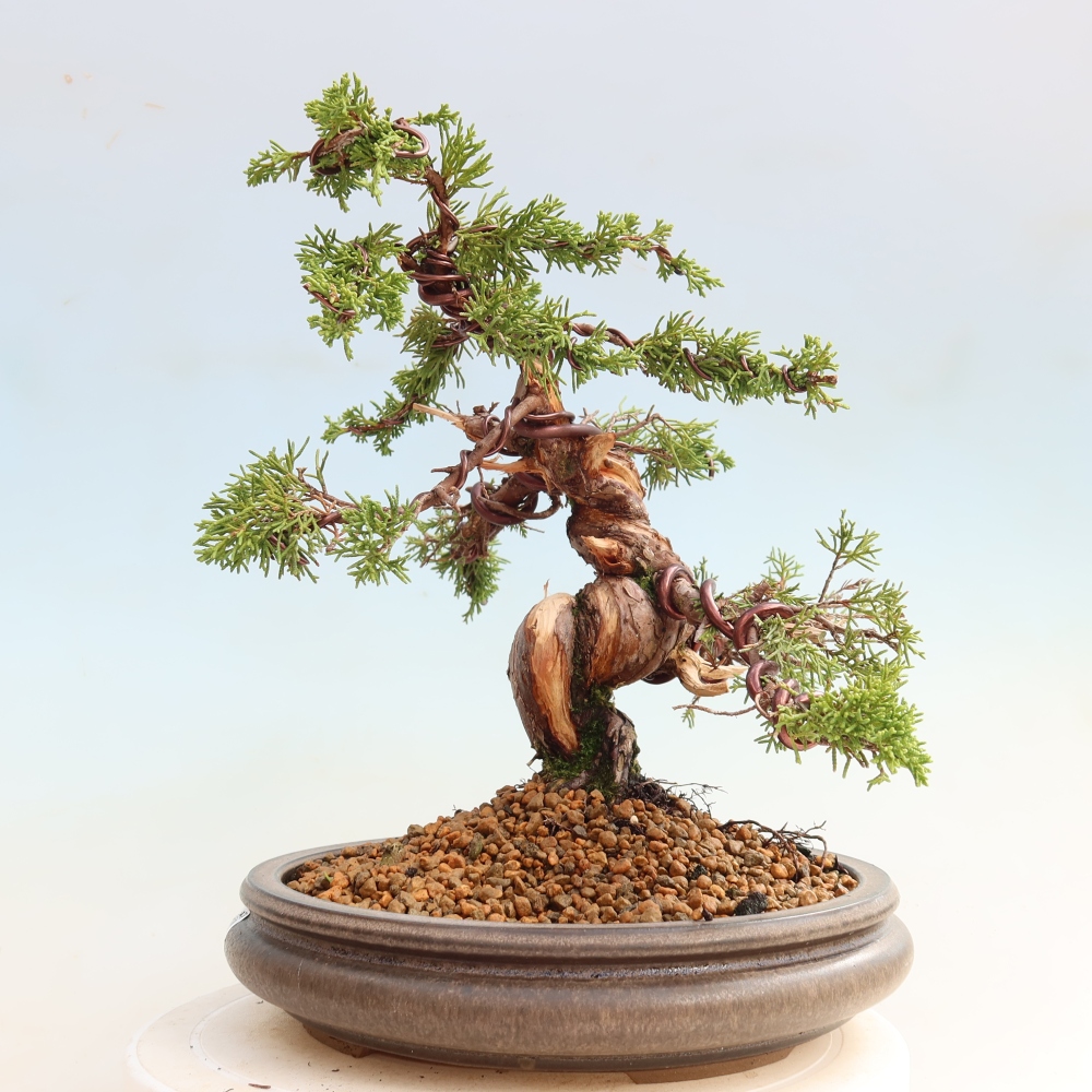 Venkovní bonsai - Juniperus chinensis Itoigawa-Jalovec čínský