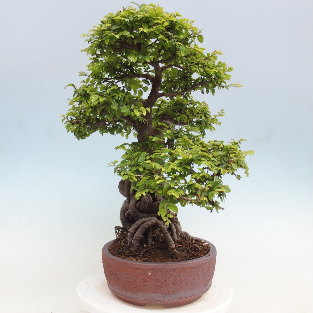 Venkovní bonsai - Ulmus parvifolia Hokkaido - jilm Čínský