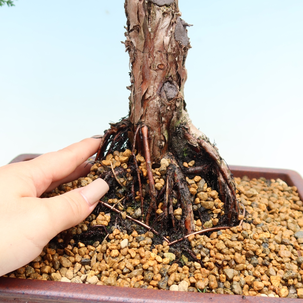 Venkovní bonsai - Juniperus chinensis Kishu -Jalovec čínský
