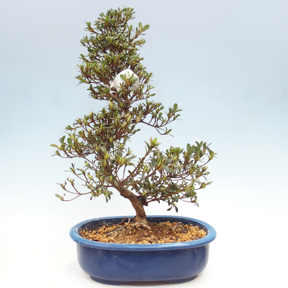 Venkovní bonsai - Japonská azalka - Azalea Nikko