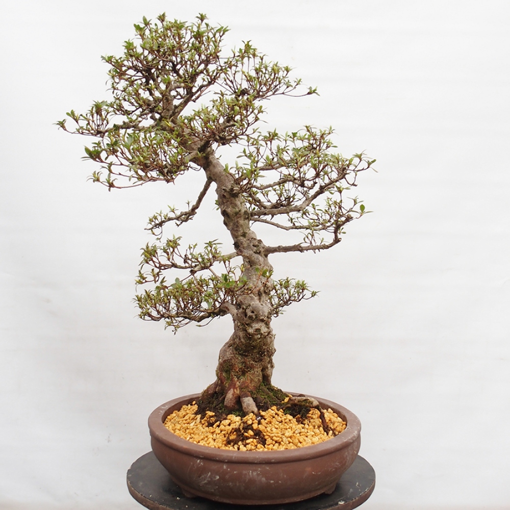 Venkovní bonsai - Japonská azalka - Azalea Satsuki