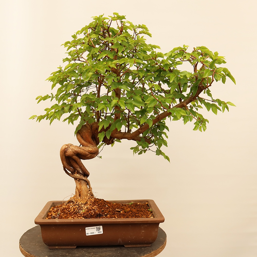 Venkovní bonsai -Carpinus Coreana - Habr korejský