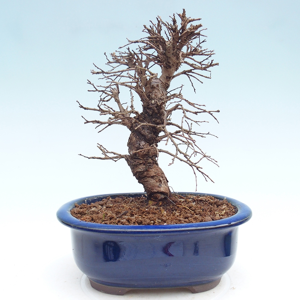 Venkovní bonsai - Zelkova - Zelkova NIRE