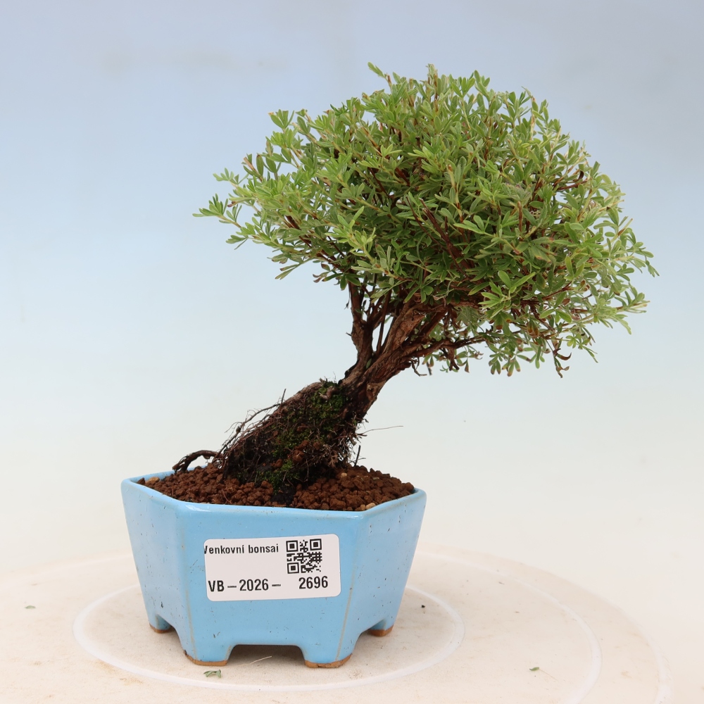 Venkovní bonsai-Mochna křovitá - potentila fruticosa Goldkissen