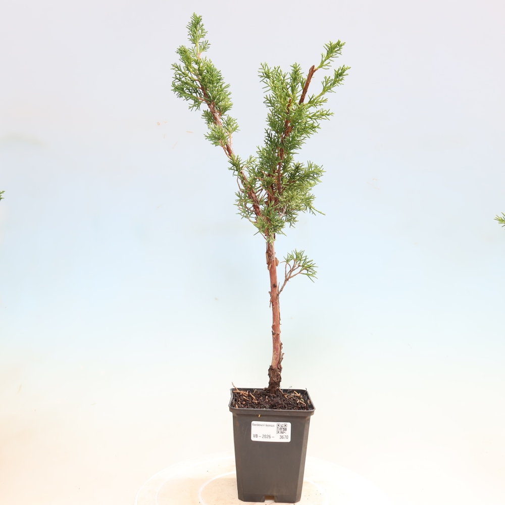 Venkovní bonsai - Juniperus chinensis Kishu -Jalovec čínský