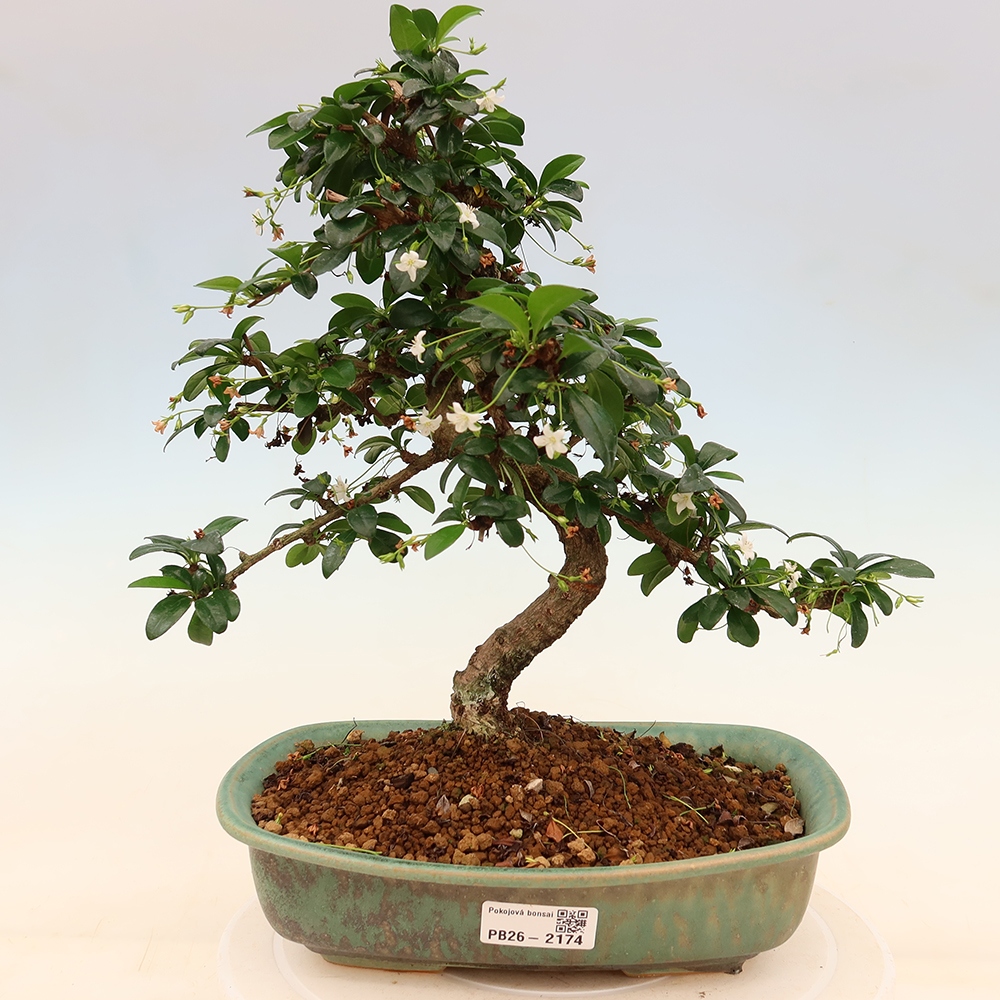 Pokojová bonsai - Carmona macrophylla - Čaj fuki