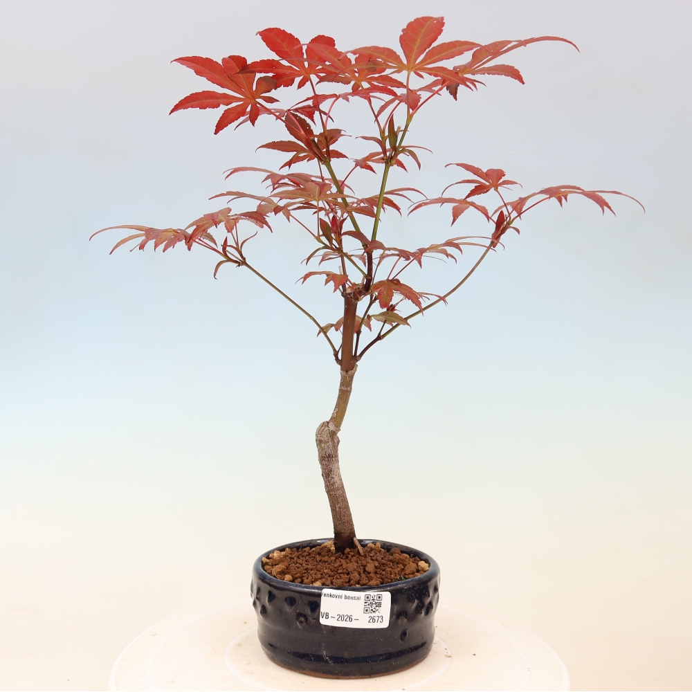 Venkovní bonsai - Acer palm. Atropurpureum-Javor dlanitolistý